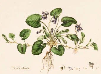 Viola odorata, Violeta Dulce, c. 1770-1790