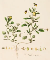 Viola tricolor, Pensamiento Silvestre, c. 1770-1790