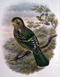 Ailuroedus Crassirostris, Pájaro Gato Verde (litografía en color)