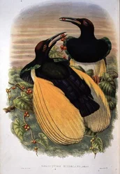 Ave del Paraíso: Seleucidis Melanoleuca de doce alambres