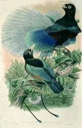 Pájaro azul del paraíso (litografia en color)