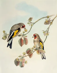 Jilguero europeo (Carduelis carduelis caniceps), litografía de Aves de Asia