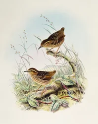 Ratona cejiblanca (Napothera epilepidota), litografía de Aves de Gran Bretaña
