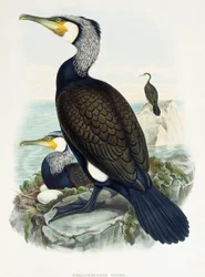 Cormorán grande (Phalacrocorax carbo), litografía de Aves de Gran Bretaña