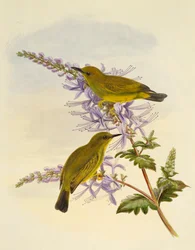 Ojiblanco de garganta gris (Zosterops rendovae), grabado por William Matthew Hart (1830-1908)