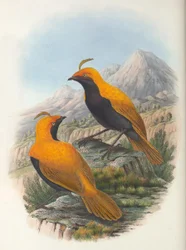 Hart Cultivo de Cnemophilus macgregorii