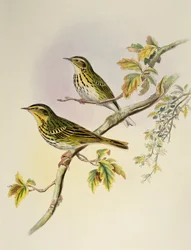 Bisbita arbóreo indio (Pipastes agilis), litografía de Birds of Asia