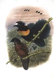Parotia de Seis Hilos de Lawes - Ave del Paraíso