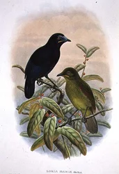 Loria Loriae, Ave del Paraíso de Loria