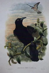 Lucocorax Pyrrhopterus, Paraíso o Cuervo Sedoso