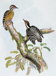 Pico Pygmy Filipino (Dendrocopos maculatus)