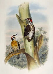 Pico menor filipino (Dendrocopos maculatus), litografía de Birds of Asia