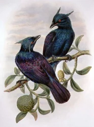 Phonygama Purpureiviolacea (litografía en color)