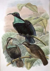 Ptiloris Paradiseus, Ave del Paraíso de Rifle
