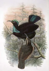 Ptiloris Victoriae, Ave del Paraíso Victoria Rifle