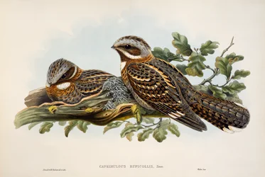 Chotacabras cuellirrojo (Caprimulgus ruficollis), litografía de Birds of Great Britain