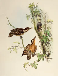 Pico de Sunda (Dendrocopos moluccensis), litografía de Birds of Asia