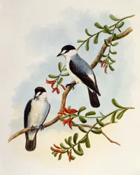 Petirrojo de torrente, Monachella muelleriana, grabado de William Matthew Hart (1830-1908), Reino Unido