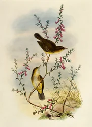 Papamoscas manchado blanco (Pseudogerygone notata), grabado por William Matthew Hart, Reino Unido