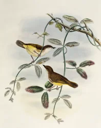 Gerygone de vientre amarillo (Gerygone chrysogaster), litografía de Birds of Asia