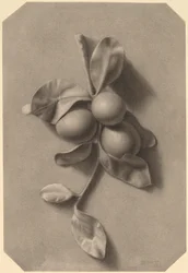 Una ramita de ciruelas