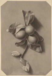 Una ramita de ciruelas