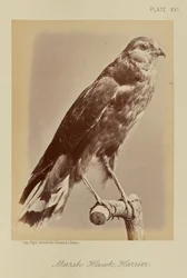 Halcón de los pantanos; Aguilucho