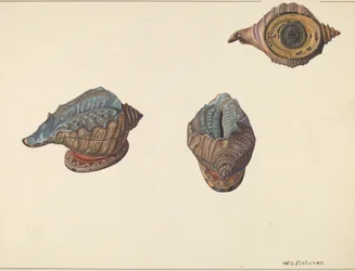 Banco de Conchas, c. 1938