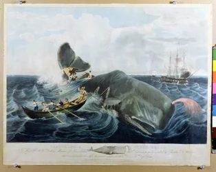 Capturando un cachalote, grabado por J. Hill, publicado en 1835