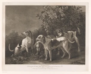 cuatro perros de caza Harriers (título sobre el objeto)