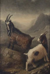 Dos cabras galesas