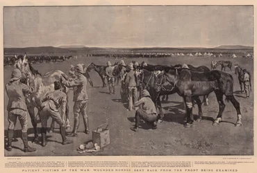 Víctimas pacientes de la guerra, caballos heridos enviados de regreso desde el frente siendo examinados