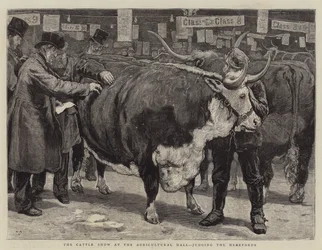La feria de ganado en el Agricultural Hall, juzgando a los Herefords