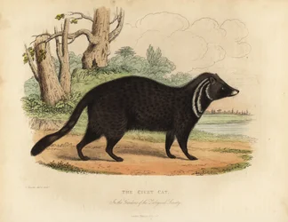 Civeta africana, Civettictis civetta