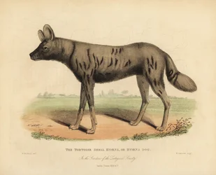 Perro de caza africano, Lycaon pictus