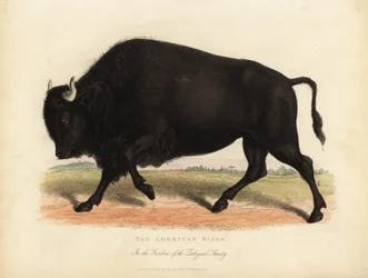 Bisonte americano o búfalo, Bison bison