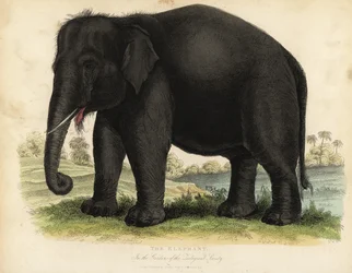 Elefante asiático, Elephas maximus, en peligro de extinción