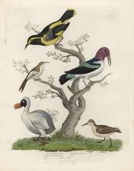 Trepador negro y amarillo, trepador marrón y blanco, Certhia americana, trepador de Cayena, Dacnis cayana, dodo, Raphus cucullatus, y purre o correlimos, Calidris alpina. Grabado en cobre coloreado a mano por un artista desconocido de Natural History de