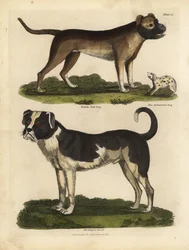 Razas de perros, Canis lupus familiaris