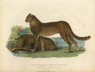 Guepardo, Acinonyx jubatus