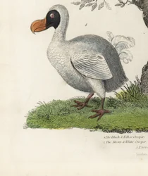 Dodo, Raphus cucullatus, ave extinta no voladora (anteriormente Didus ineptus).