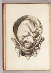 Grabado de un Niño en el Útero de "A Set of Anatomical Tables, with Explanations, and an Abridgement, of the Practice of Midwifery", 1754