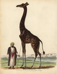 Jirafa, Giraffa camelopardalis