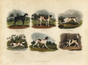 Galgo, Harrier, Foxhound, Spaniel, Pointer, Terrier
