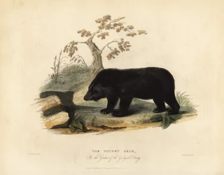 Oso negro del Himalaya, Ursus thibetanus laniger
