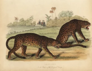Leopardos, Panthera pardus