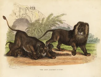 León, Leona y Cachorros, Panthera leo