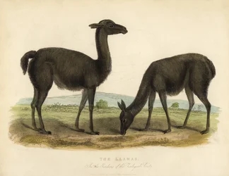 Llama, Lama glama