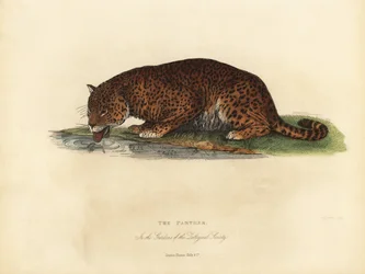 Pantera, Panthera pardus o Panthera onca