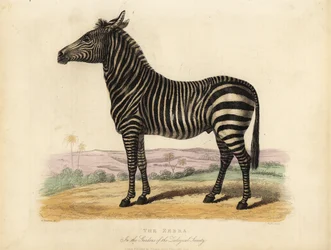 Cebra de llanura, Equus quagga.